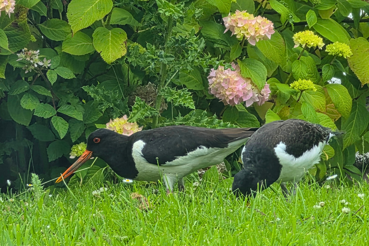 Nature Watch at Risedale: Our Oystercatchers