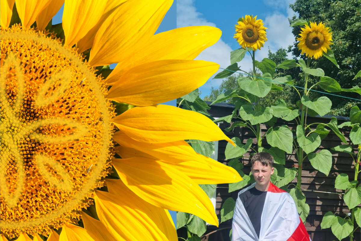 Sunflower Competition Winners