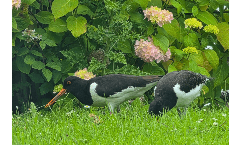 Nature Watch at Risedale: Our Oyster Catchers