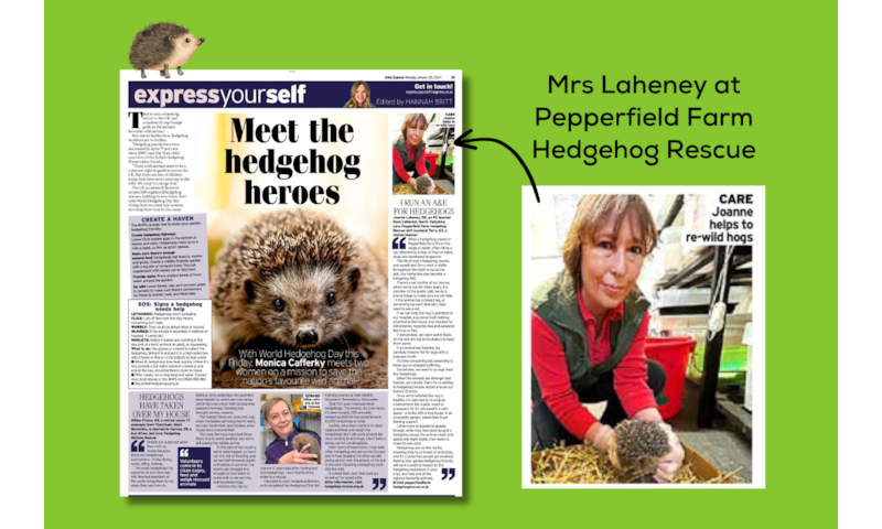 Our Hedgehog Hero